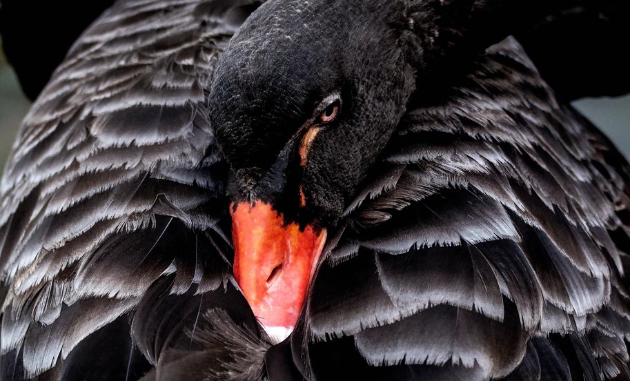 Como a ciência tenta prever os eventos cisnes negros