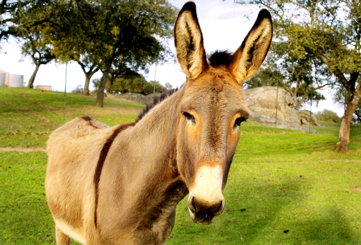 Faça como o burro